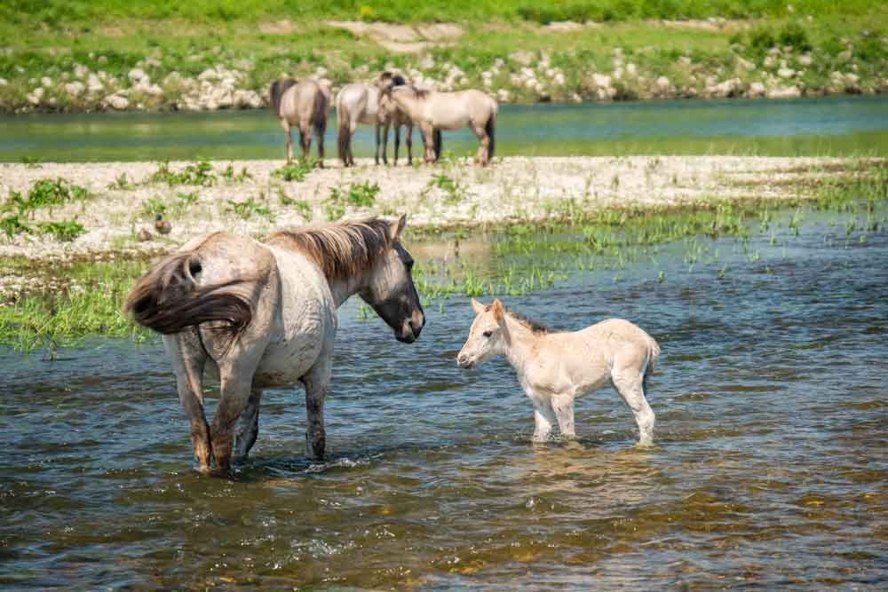 Konikpaarden in de Grensmaas